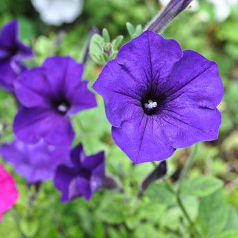 Blue Wave Petunia - Flowers