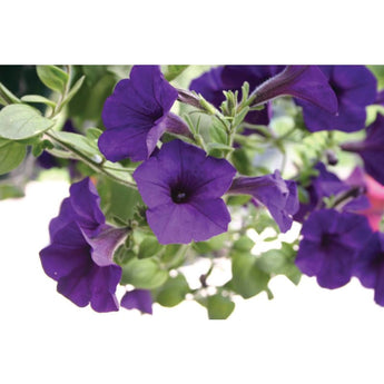 Blue Wave Petunia - Flowers