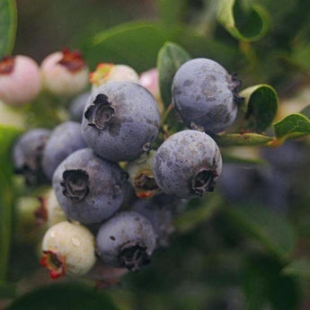 Blueberry ’Northland’ - Spring