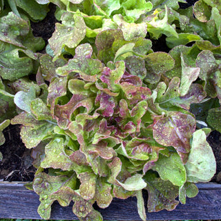 Blushed Butter Oak Lettuce (50 Days Organic) - Vegetables