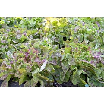 Blushed Butter Oak Lettuce (50 Days Organic) - Vegetables