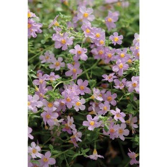 Blutopia Bacopa - Flowers