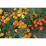 Bonanza Mix Marigold – Pinetree Garden Seeds