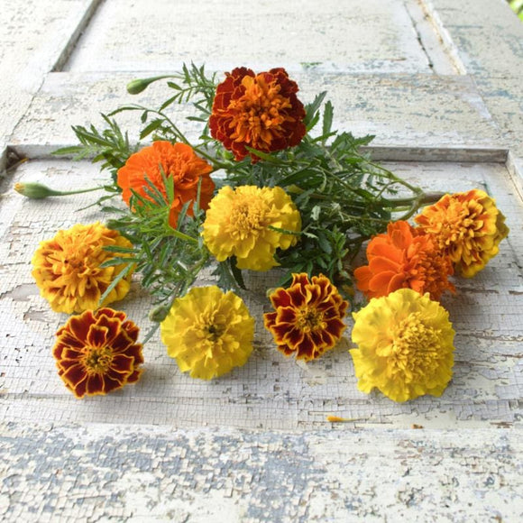 Bonanza Mix Marigold – Pinetree Garden Seeds