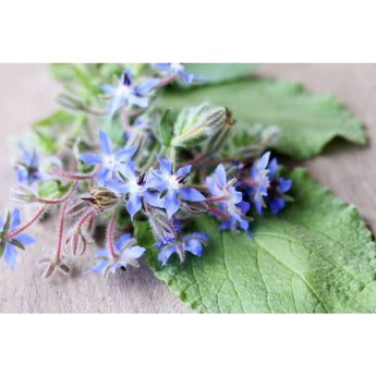 Borage - Herbs