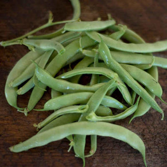 Bountiful Bush Bean (Heirloom 46 Days) - Vegetables