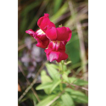 Snapdragon - Brighton Rock - Flowers