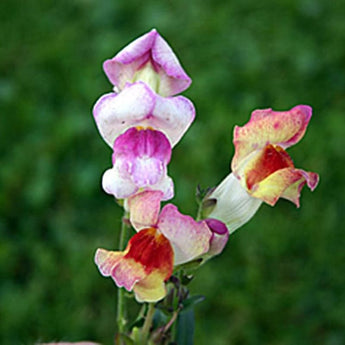 Brighton Rock Snapdragon - Flowers