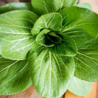 Brisk Green Pak Choi (F1 Hybrid 50 Days) - Vegetables