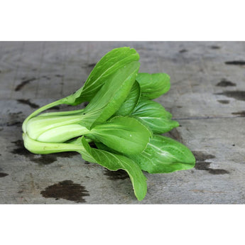 Brisk Green Pak Choi (F1 Hybrid 50 Days) - Vegetables