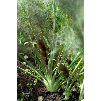 Bronze Fennel - Herbs