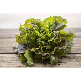 Bronze Mignonette Lettuce (53 Days) - Vegetables