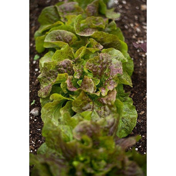 Bronze Mignonette Lettuce (53 Days) - Vegetables