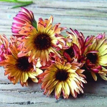 Bronzed Beauty Calendula - Flowers