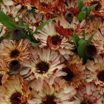 Bronzed Beauty Calendula - Flowers