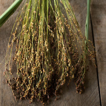 BROOM CORN - MIXED - Flowers