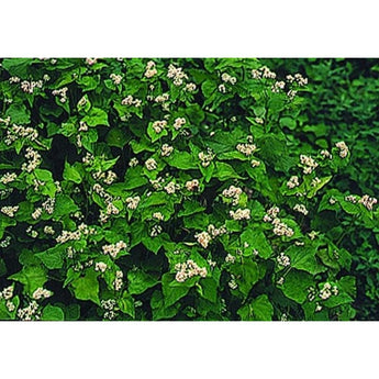 Buckwheat - Cover Crop - Cover Crops