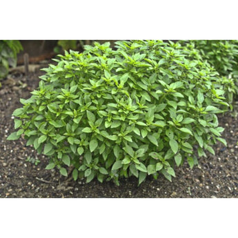 Bush Basil - Herbs