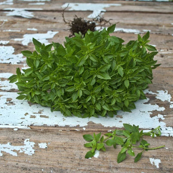 Bush Basil - Herbs