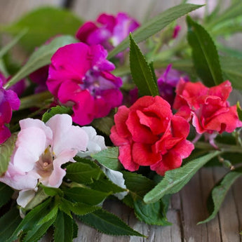 Bush Flowered Mix Balsam - Flowers