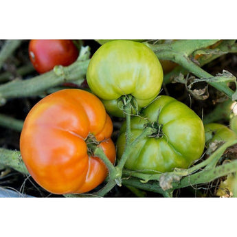 Bush Goliath Tomato (F1 Hybrid 68 Days) - Vegetables