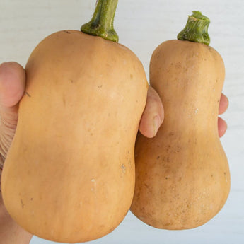 Butterbaby Butternut Winter Squash (F1 Hybrid 100 Days) - Vegetables