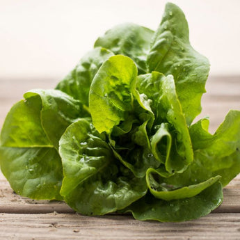 Buttercrunch Lettuce (53 Days) - Vegetables