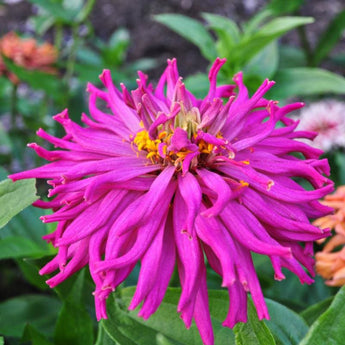 Cactus Flower Mix Zinnia - Flowers