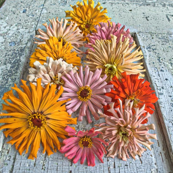 Cactus Flower Mix Zinnia - Flowers