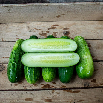 Calypso Cucumber (F1 Hybrid 50 Days) - Vegetables