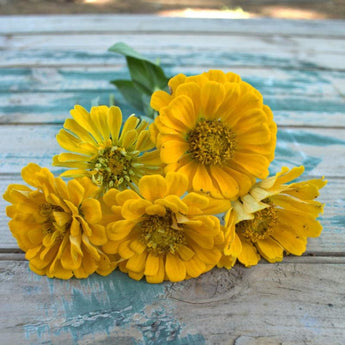 Canary Bird Zinnia - Flowers