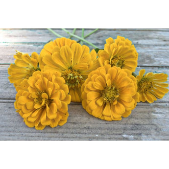 Canary Bird Zinnia - Flowers