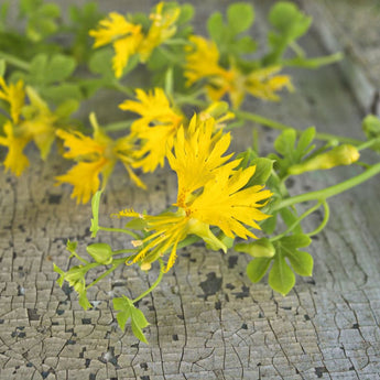 Canary Creeper - Flowers