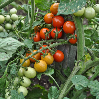 Candyland Tomato (55 Days) - Vegetables