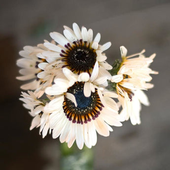 Cape Daisy - Flowers