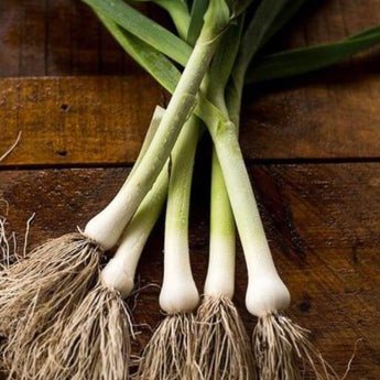 Carantan Leek (Heirloom 100 Days) - Vegetables