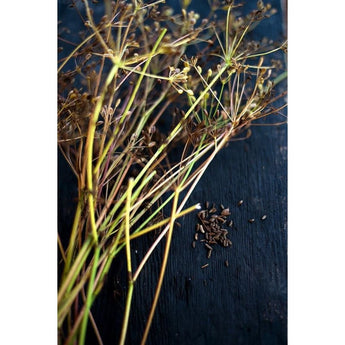 Caraway - Herbs