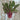 Cardinal Swiss Chard (54 Days) - Vegetables