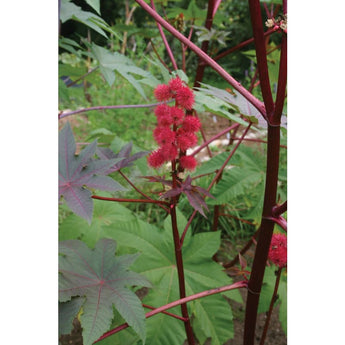 Carmencita Red Castor Bean - Flowers