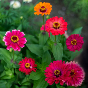 Carousel Mix Zinnia - Flowers