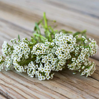 Carpet of Snow Alyssum - Flowers