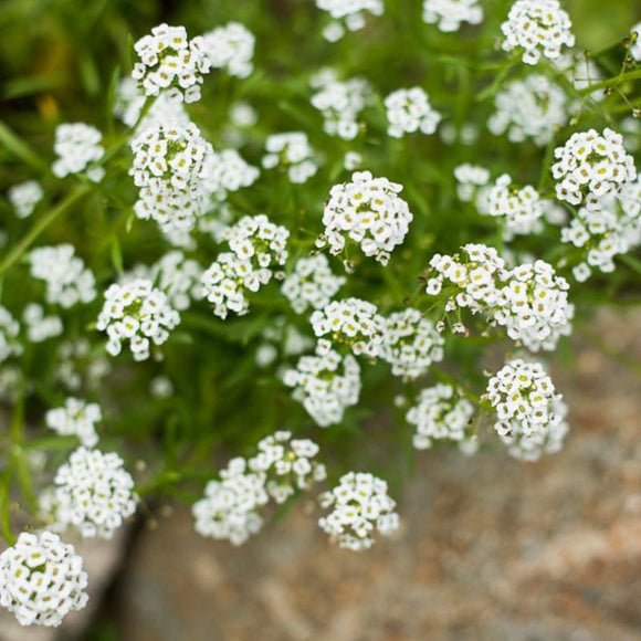 Carpet of Snow Alyssum – Pinetree Garden Seeds