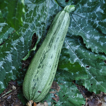 Caserta Summer Squash (58 Days) - Vegetables