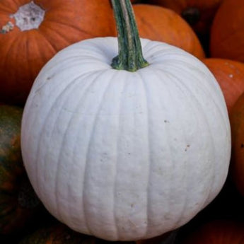 Casper Pumpkin (100 Days) - Vegetables