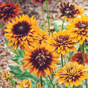 Cherokee Sunset Rudbeckia - Flowers