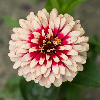 Cherry and Ivory Swizzle Zinnia - Flowers