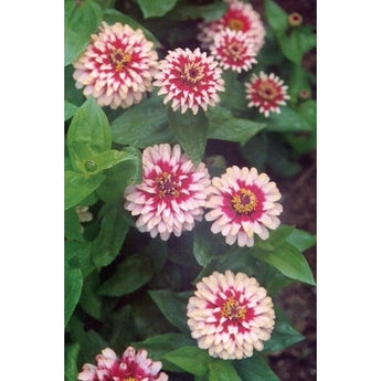 Zinnia - Cherry And Ivory Swizzle - Flowers