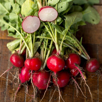 Cherry Belle Radish (Heirloom 21 Days) - Vegetables