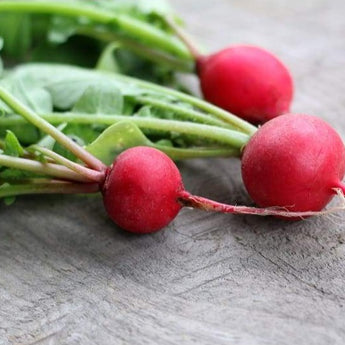 Cherry Belle Radish (Heirloom 21 Days) - Vegetables