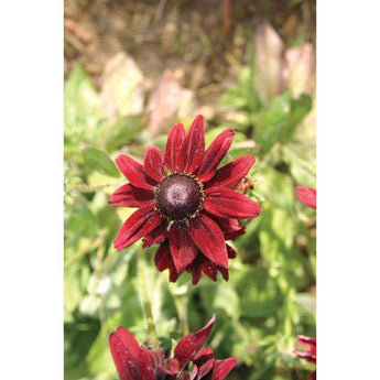 Rudbeckia - Cherry Brandy - Flowers